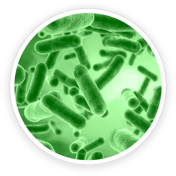 Pawbiotix Ingredient Bacillus Coagulans