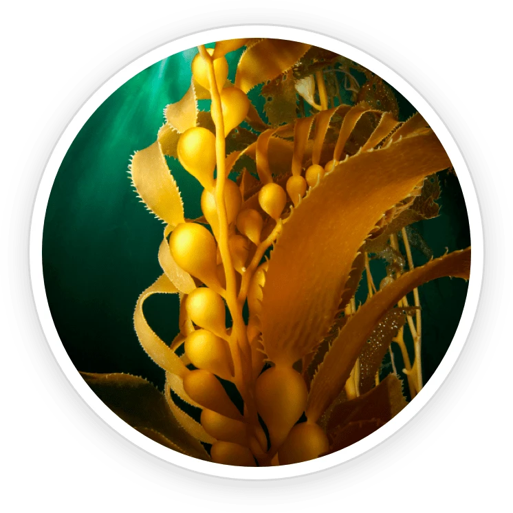 Pawbiotix Ingredient Organic Kelp Powder