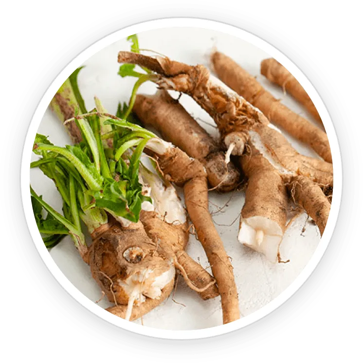 Pawbiotix Ingredient Chicory Root Inulin